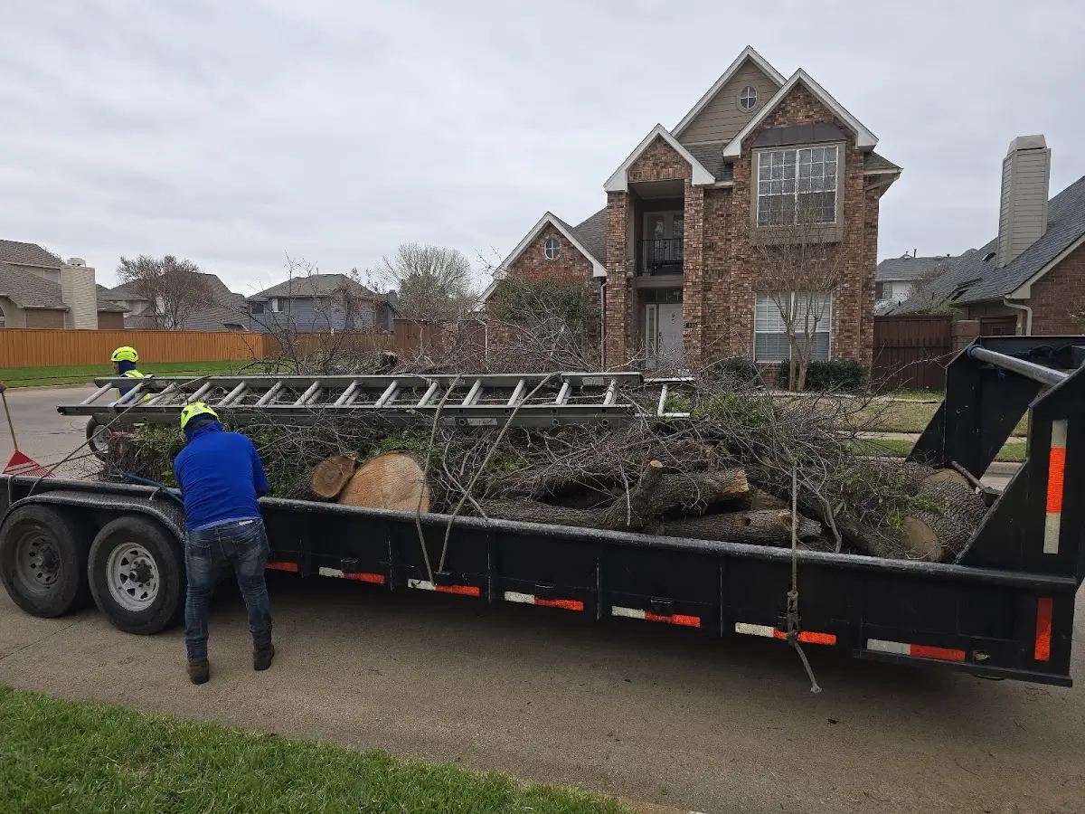Expert Tree Removal with proper safety equipment in Edgewood